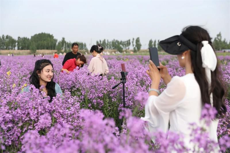 10萬余人次！太極莊首屆紫色油菜花節(jié)收官